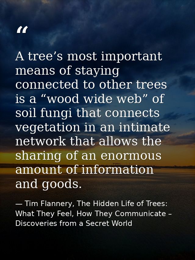 A tree’s most important means of staying connected to other trees is a “wood wide web” of soil fungi that connects veget — Tim Flannery, The Hidden Life of Trees: What They Feel, How They Communicate – Discoveries from a Secret World