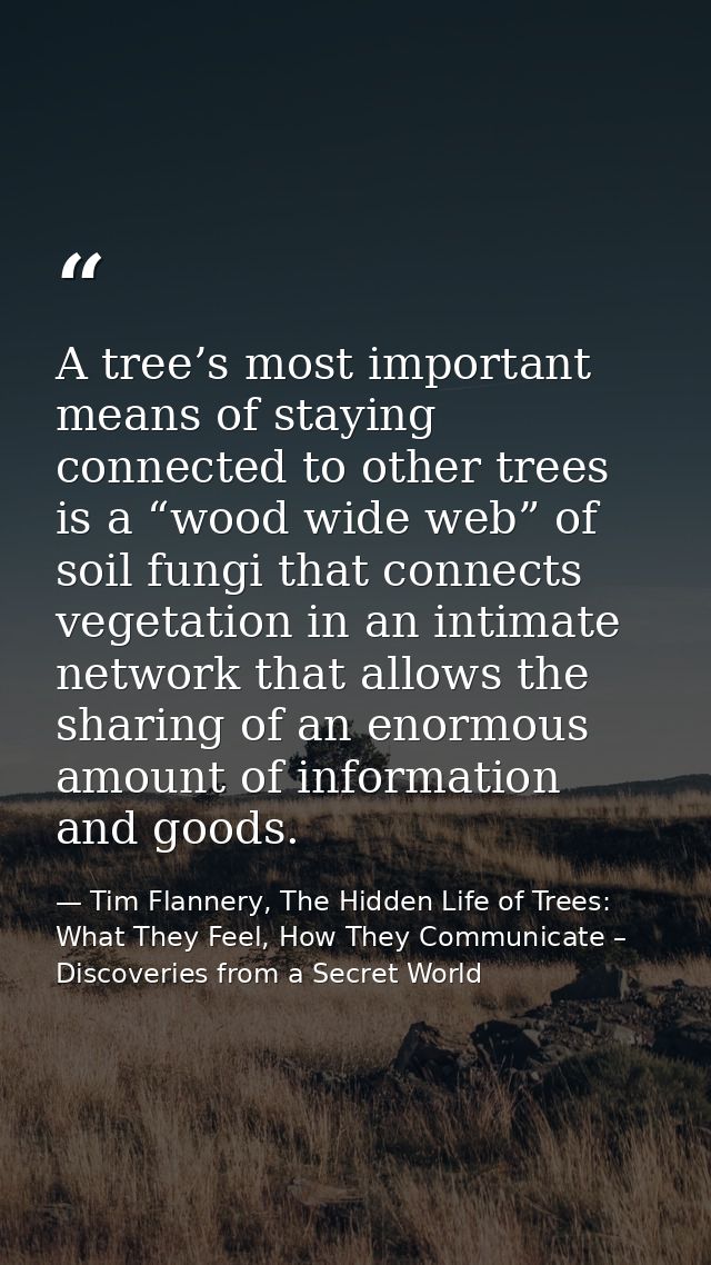 A tree’s most important means of staying connected to other trees is a “wood wide web” of soil fungi that connects veget — Tim Flannery, The Hidden Life of Trees: What They Feel, How They Communicate – Discoveries from a Secret World