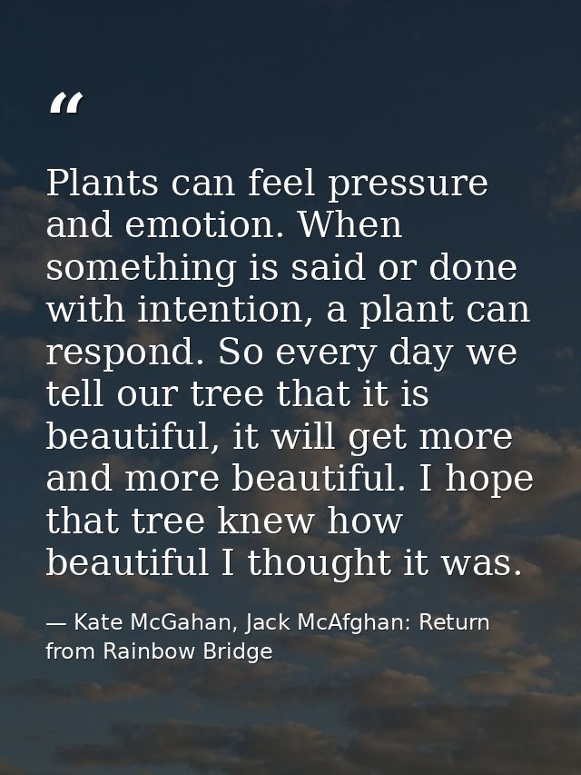 Plants can feel pressure and emotion. When something is said or done with intention, a plant can respond. So every day w — Kate McGahan, Jack McAfghan: Return from Rainbow Bridge
