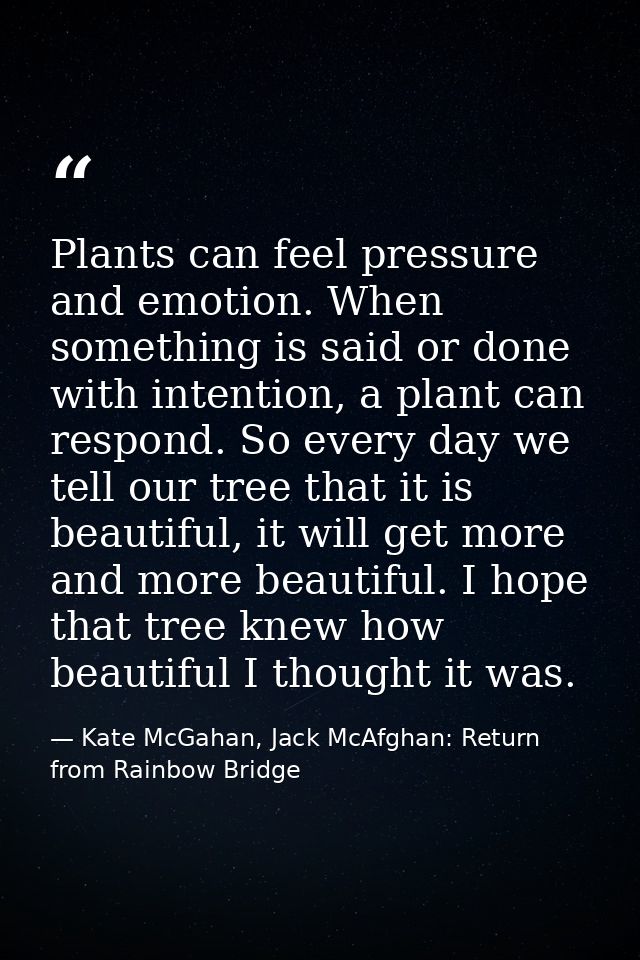 Plants can feel pressure and emotion. When something is said or done with intention, a plant can respond. So every day w — Kate McGahan, Jack McAfghan: Return from Rainbow Bridge