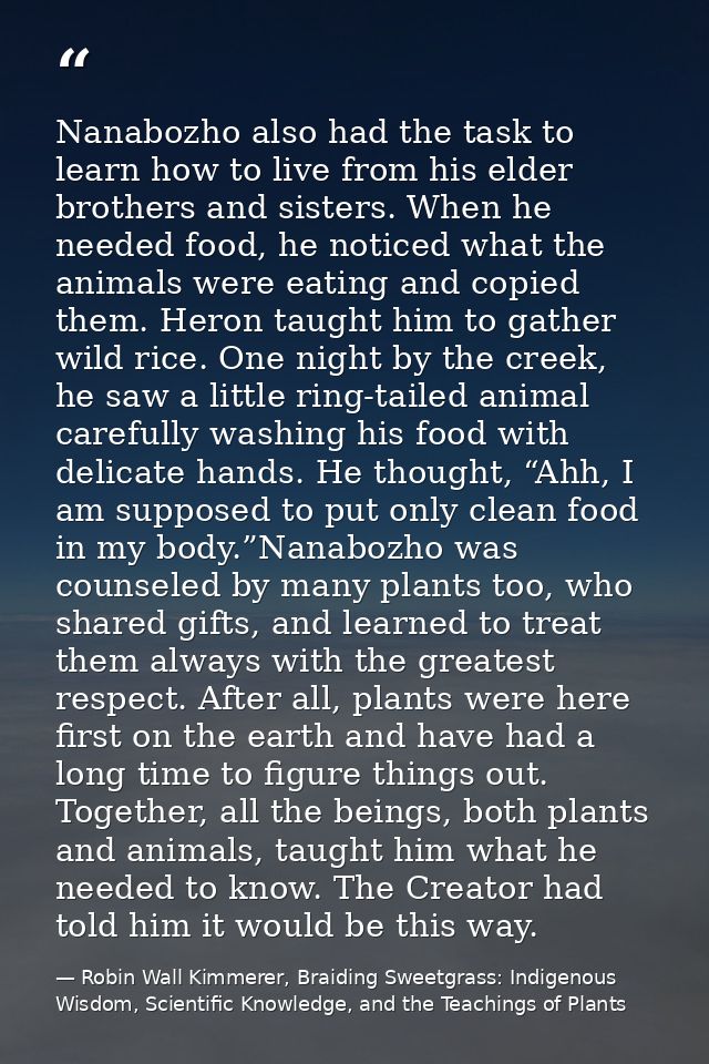 Nanabozho also had the task to learn how to live from his elder brothers and sisters. When he needed food, he noticed wh — Robin Wall Kimmerer, Braiding Sweetgrass: Indigenous Wisdom, Scientific Knowledge, and the Teachings of Plants
