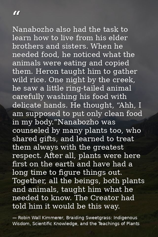 Nanabozho also had the task to learn how to live from his elder brothers and sisters. When he needed food, he noticed wh — Robin Wall Kimmerer, Braiding Sweetgrass: Indigenous Wisdom, Scientific Knowledge, and the Teachings of Plants