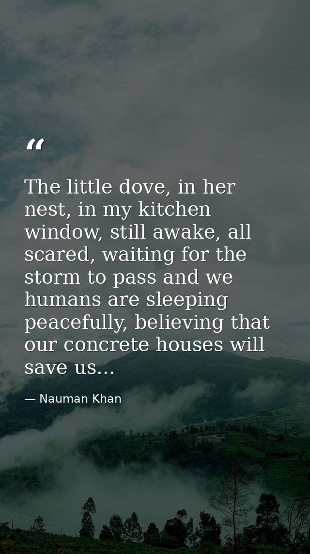 The little dove, in her nest, in my kitchen window, still awake, all scared, waiting for the storm to pass and we humans — Nauman Khan