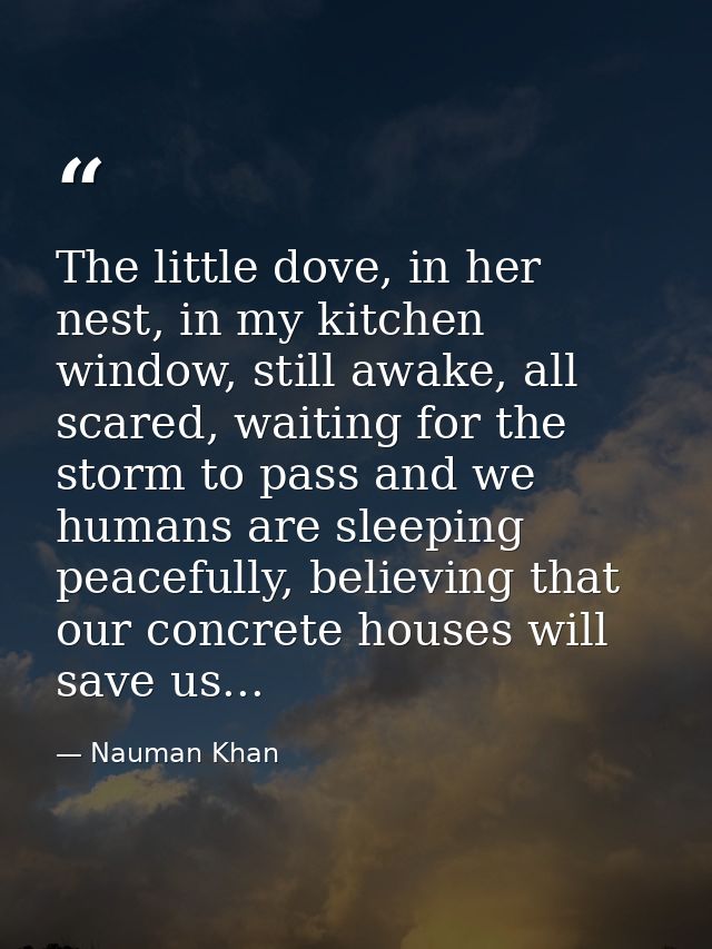 The little dove, in her nest, in my kitchen window, still awake, all scared, waiting for the storm to pass and we humans — Nauman Khan