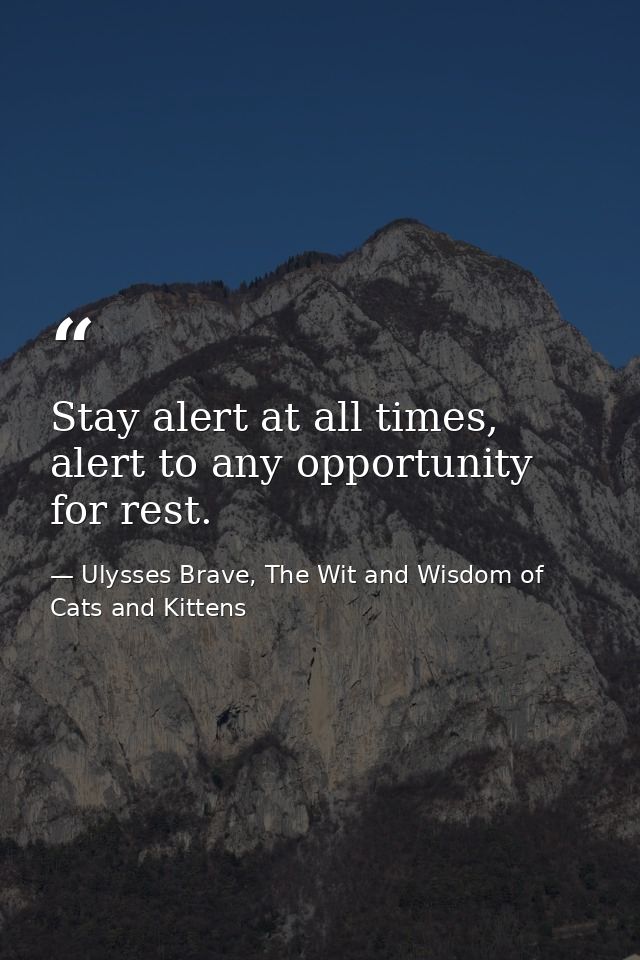 Stay alert at all times, alert to any opportunity for rest. — Ulysses Brave, The Wit and Wisdom of Cats and Kittens