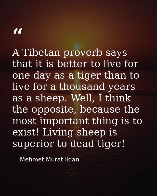A Tibetan proverb says that it is better to live for one day as a tiger than to live for a thousand years as a sheep. We — Mehmet Murat ildan