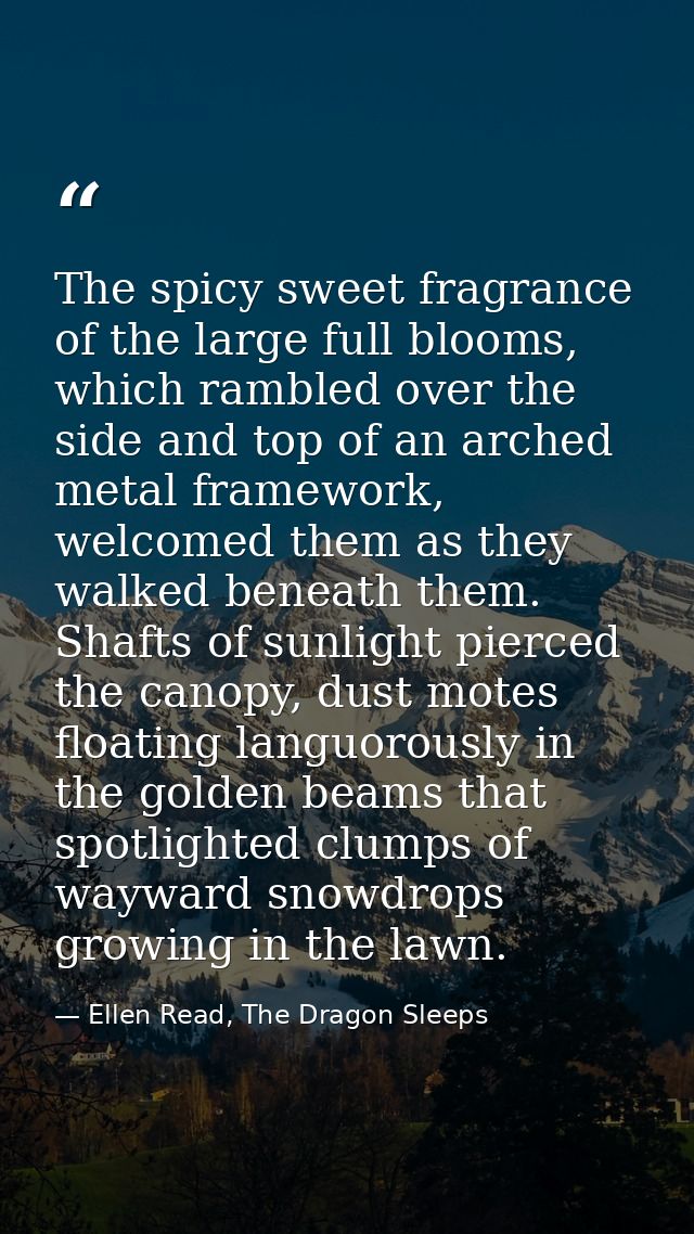 The spicy sweet fragrance of the large full blooms, which rambled over the side and top of an arched metal framework, we — Ellen Read, The Dragon Sleeps