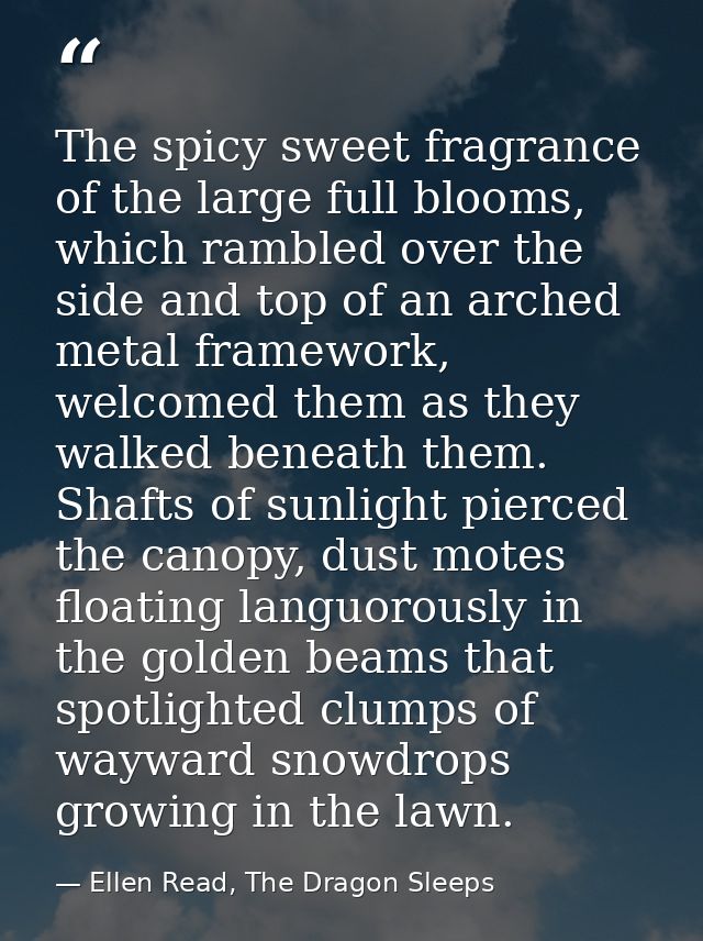 The spicy sweet fragrance of the large full blooms, which rambled over the side and top of an arched metal framework, we — Ellen Read, The Dragon Sleeps