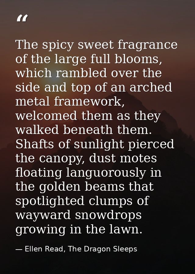 The spicy sweet fragrance of the large full blooms, which rambled over the side and top of an arched metal framework, we — Ellen Read, The Dragon Sleeps