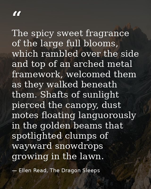 The spicy sweet fragrance of the large full blooms, which rambled over the side and top of an arched metal framework, we — Ellen Read, The Dragon Sleeps