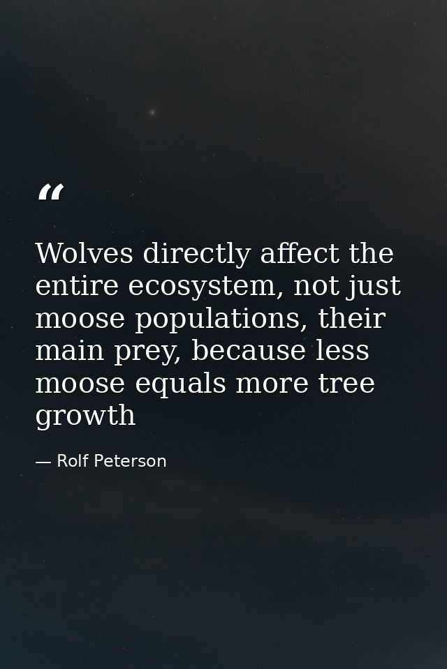 Wolves directly affect the entire ecosystem, not just moose populations, their main prey, because less moose equals more — Rolf Peterson
