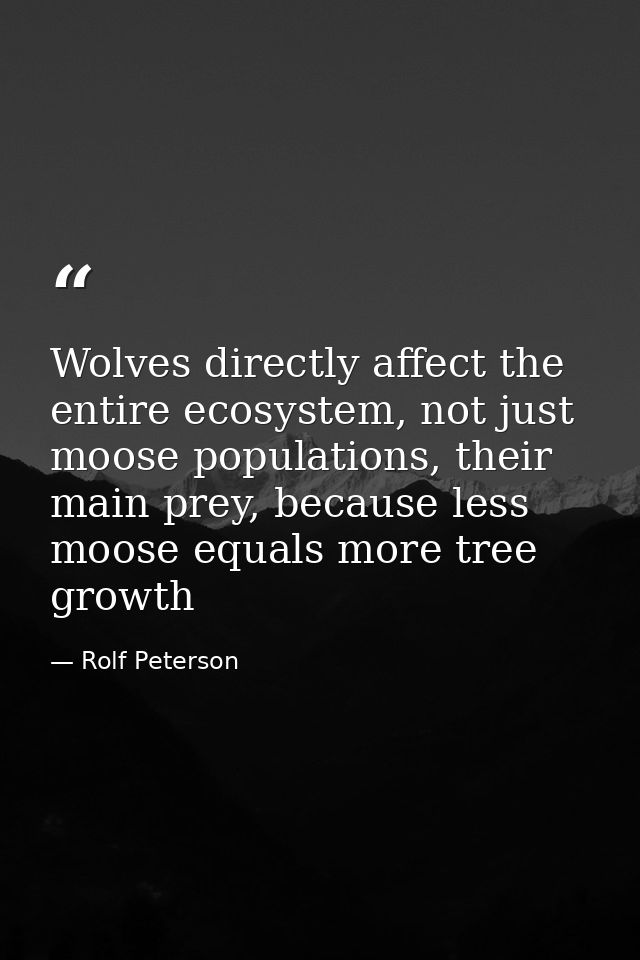 Wolves directly affect the entire ecosystem, not just moose populations, their main prey, because less moose equals more — Rolf Peterson