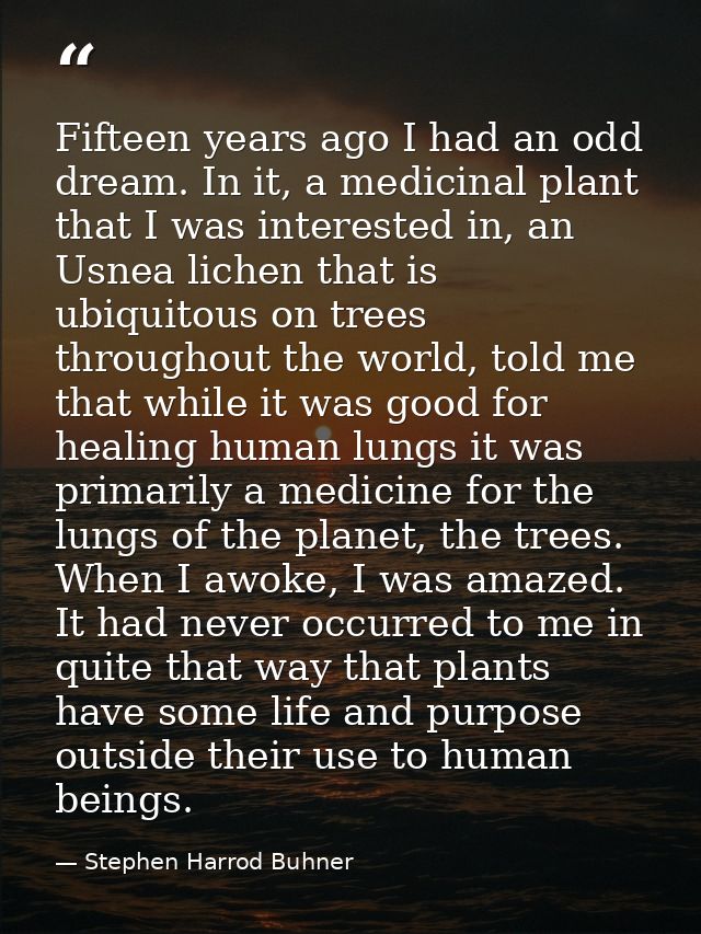 Fifteen years ago I had an odd dream. In it, a medicinal plant that I was interested in, an Usnea lichen that is ubiquit — Stephen Harrod Buhner