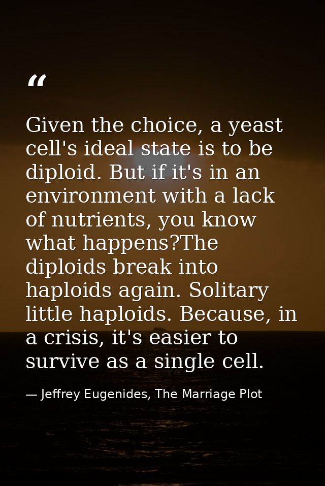 Given the choice, a yeast cell's ideal state is to be diploid. But if it's in an environment with a lack of nutrients, y — Jeffrey Eugenides, The Marriage Plot
