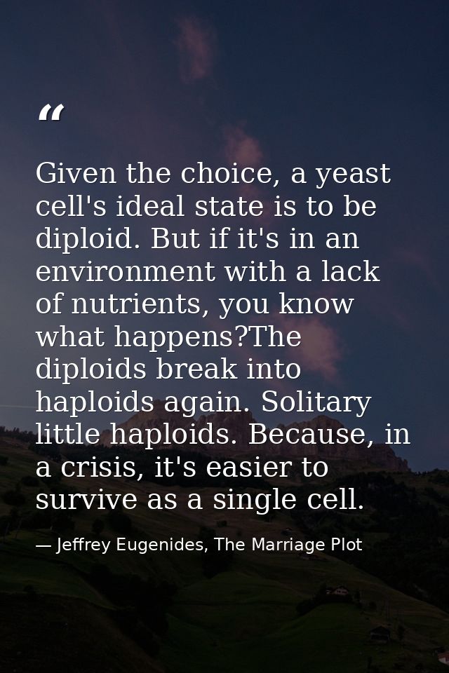 Given the choice, a yeast cell's ideal state is to be diploid. But if it's in an environment with a lack of nutrients, y — Jeffrey Eugenides, The Marriage Plot