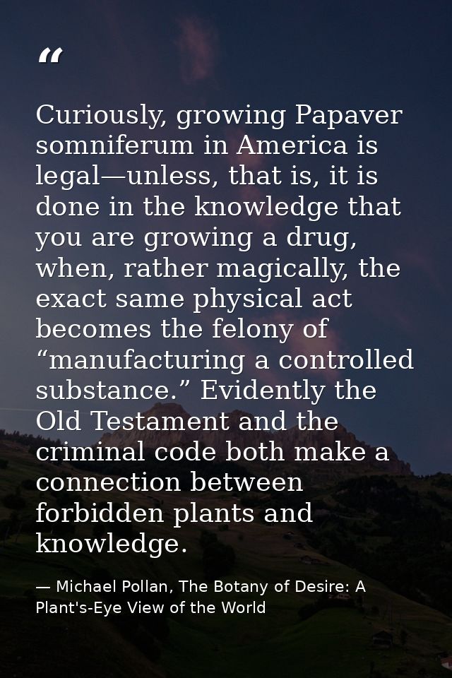 Curiously, growing Papaver somniferum in America is legal—unless, that is, it is done in the knowledge that you are grow — Michael Pollan, The Botany of Desire: A Plant's-Eye View of the World