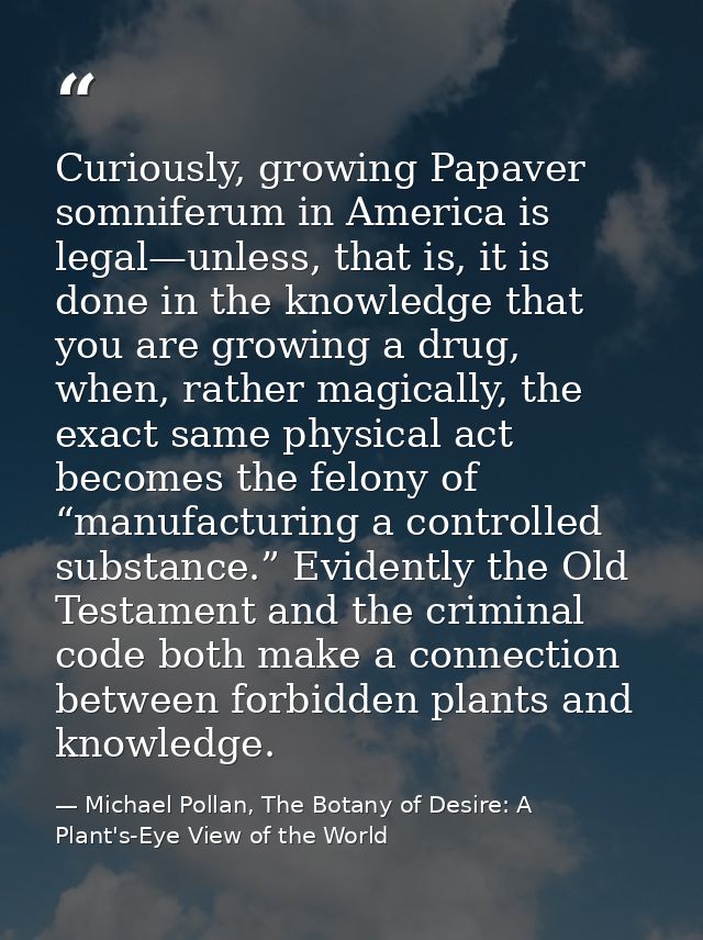 Curiously, growing Papaver somniferum in America is legal—unless, that is, it is done in the knowledge that you are grow — Michael Pollan, The Botany of Desire: A Plant's-Eye View of the World