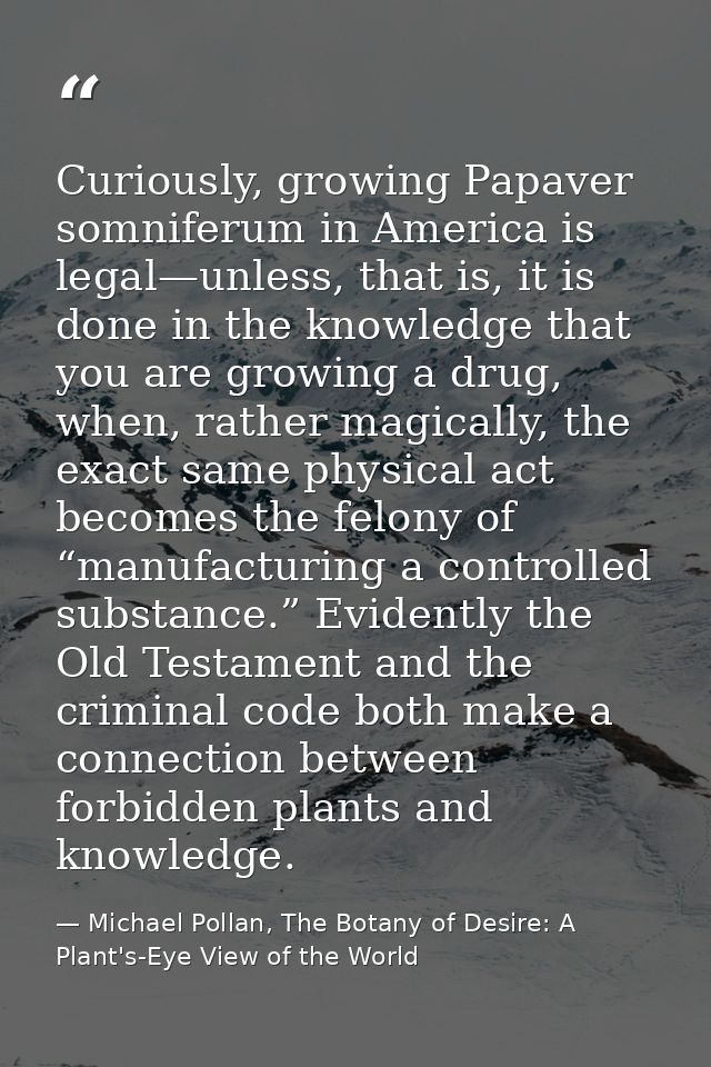 Curiously, growing Papaver somniferum in America is legal—unless, that is, it is done in the knowledge that you are grow — Michael Pollan, The Botany of Desire: A Plant's-Eye View of the World