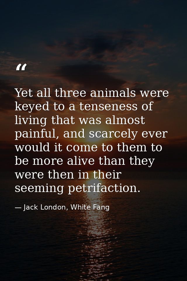Yet all three animals were keyed to a tenseness of living that was almost painful, and scarcely ever would it come to th — Jack London, White Fang