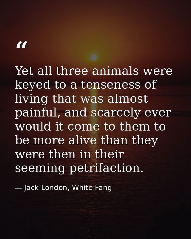 Yet all three animals were keyed to a tenseness of living that was almost painful, and scarcely ever would it come to th — Jack London, White Fang