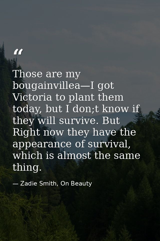 Those are my bougainvillea—I got Victoria to plant them today, but I don;t know if they will survive. But Right now they — Zadie Smith, On Beauty