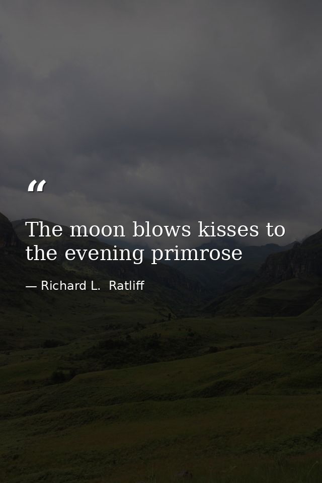The moon blows kisses to the evening primrose — Richard L.  Ratliff
