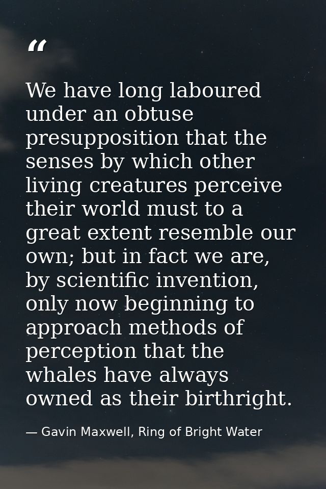We have long laboured under an obtuse presupposition that the senses by which other living creatures perceive their worl — Gavin Maxwell, Ring of Bright Water