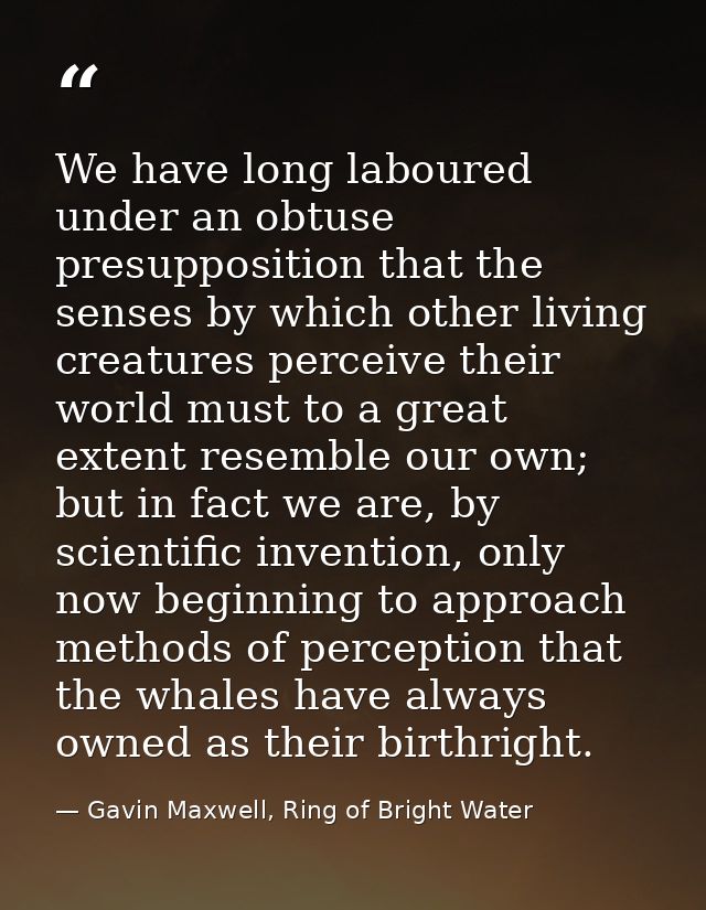 We have long laboured under an obtuse presupposition that the senses by which other living creatures perceive their worl — Gavin Maxwell, Ring of Bright Water