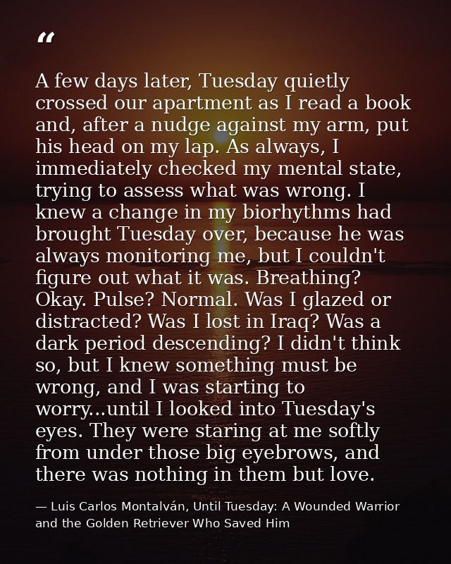 A few days later, Tuesday quietly crossed our apartment as I read a book and, after a nudge against my arm, put his head — Luis Carlos Montalván, Until Tuesday: A Wounded Warrior and the Golden Retriever Who Saved Him