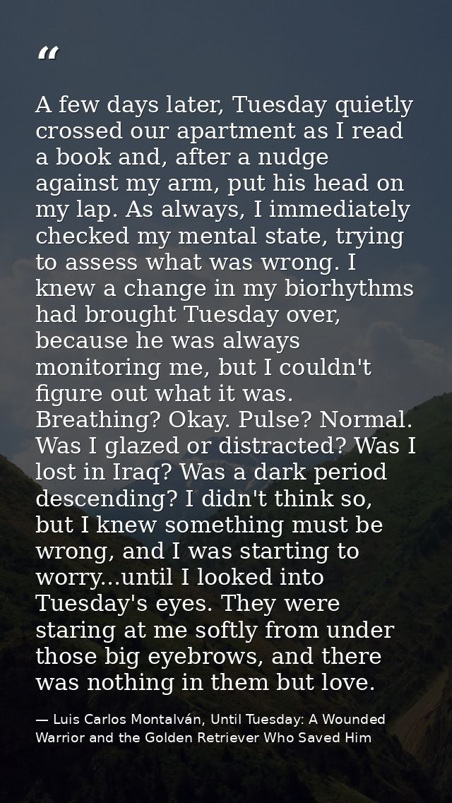 A few days later, Tuesday quietly crossed our apartment as I read a book and, after a nudge against my arm, put his head — Luis Carlos Montalván, Until Tuesday: A Wounded Warrior and the Golden Retriever Who Saved Him