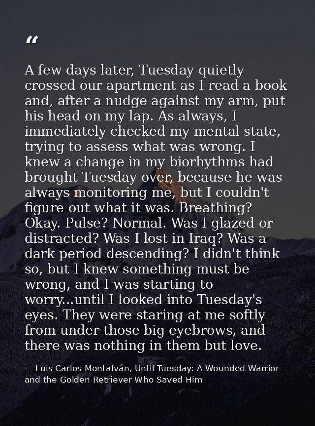 A few days later, Tuesday quietly crossed our apartment as I read a book and, after a nudge against my arm, put his head — Luis Carlos Montalván, Until Tuesday: A Wounded Warrior and the Golden Retriever Who Saved Him