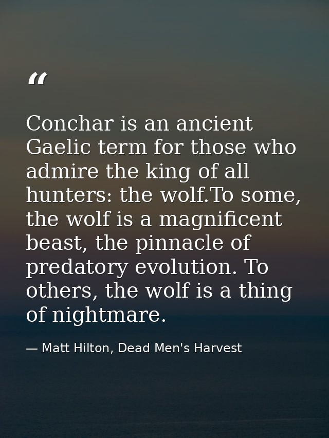 Conchar is an ancient Gaelic term for those who admire the king of all hunters: the wolf.To some, the wolf is a magnific — Matt Hilton, Dead Men's Harvest