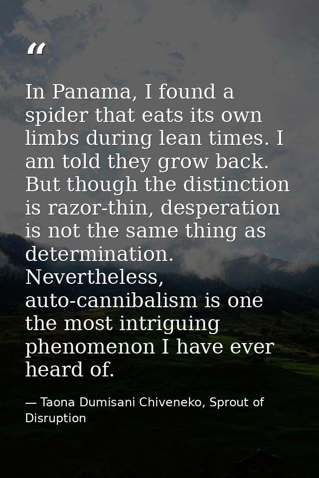 In Panama, I found a spider that eats its own limbs during lean times. I am told they grow back. But though the distinct — Taona Dumisani Chiveneko, Sprout of Disruption