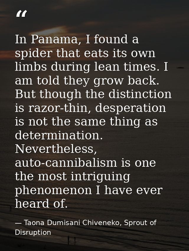 In Panama, I found a spider that eats its own limbs during lean times. I am told they grow back. But though the distinct — Taona Dumisani Chiveneko, Sprout of Disruption