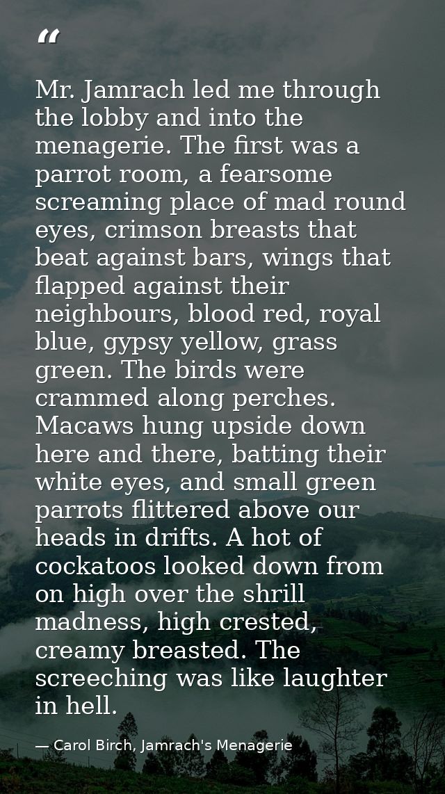 Mr. Jamrach led me through the lobby and into the menagerie. The first was a parrot room, a fearsome screaming place of  — Carol Birch, Jamrach's Menagerie