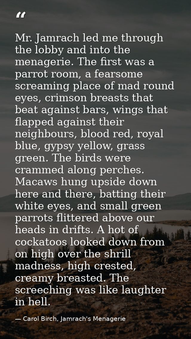 Mr. Jamrach led me through the lobby and into the menagerie. The first was a parrot room, a fearsome screaming place of  — Carol Birch, Jamrach's Menagerie