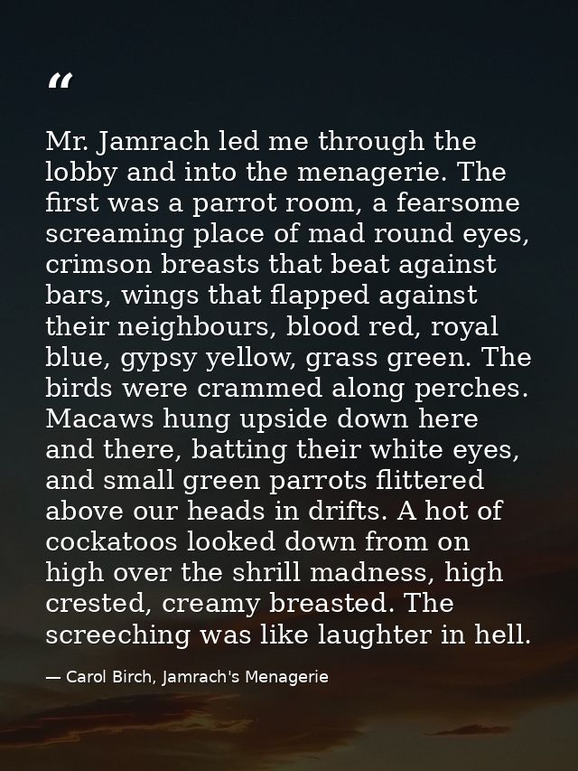 Mr. Jamrach led me through the lobby and into the menagerie. The first was a parrot room, a fearsome screaming place of  — Carol Birch, Jamrach's Menagerie