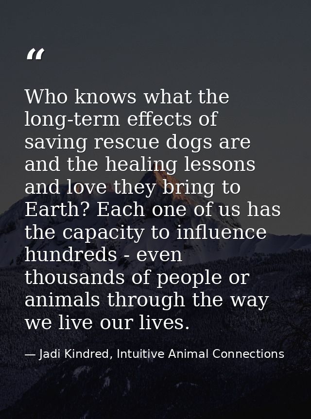 Who knows what the long-term effects of saving rescue dogs are and the healing lessons and love they bring to Earth? Eac — Jadi Kindred, Intuitive Animal Connections