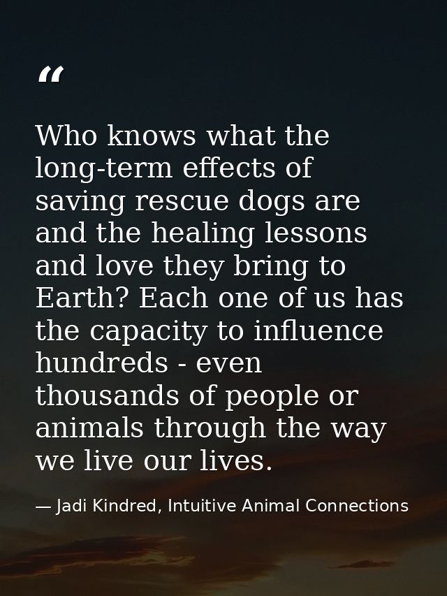 Who knows what the long-term effects of saving rescue dogs are and the healing lessons and love they bring to Earth? Eac — Jadi Kindred, Intuitive Animal Connections