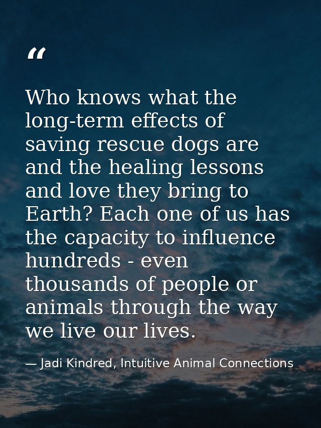 Who knows what the long-term effects of saving rescue dogs are and the healing lessons and love they bring to Earth? Eac — Jadi Kindred, Intuitive Animal Connections