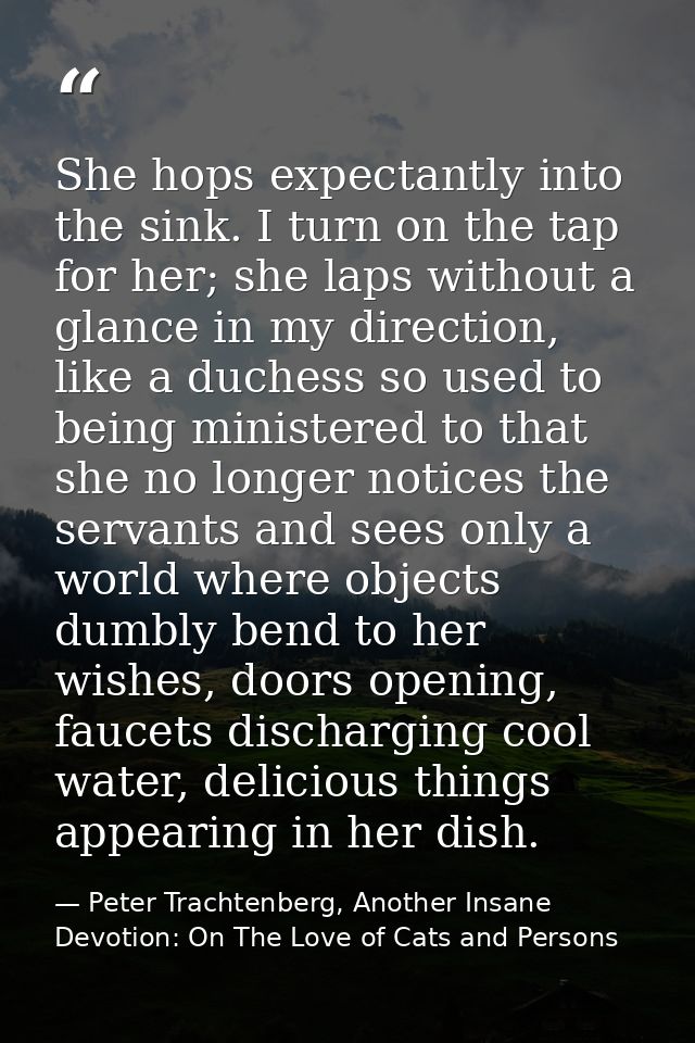 She hops expectantly into the sink. I turn on the tap for her; she laps without a glance in my direction, like a duchess — Peter Trachtenberg, Another Insane Devotion: On The Love of Cats and Persons
