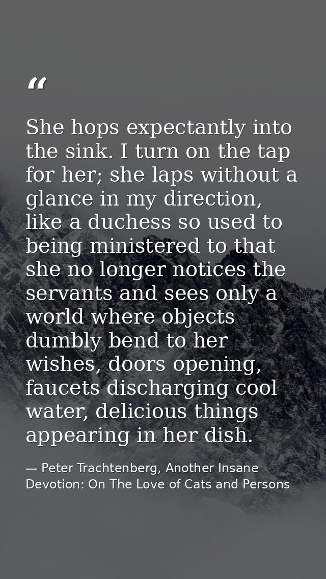 She hops expectantly into the sink. I turn on the tap for her; she laps without a glance in my direction, like a duchess — Peter Trachtenberg, Another Insane Devotion: On The Love of Cats and Persons