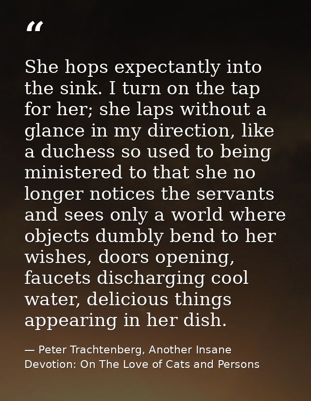 She hops expectantly into the sink. I turn on the tap for her; she laps without a glance in my direction, like a duchess — Peter Trachtenberg, Another Insane Devotion: On The Love of Cats and Persons