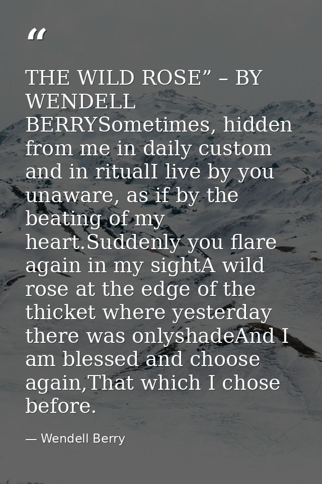 THE WILD ROSE” – BY WENDELL BERRYSometimes, hidden from me in daily custom and in ritualI live by you unaware, as if by  — Wendell Berry