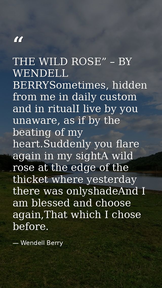 THE WILD ROSE” – BY WENDELL BERRYSometimes, hidden from me in daily custom and in ritualI live by you unaware, as if by  — Wendell Berry