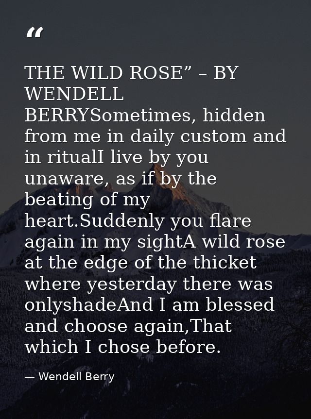 THE WILD ROSE” – BY WENDELL BERRYSometimes, hidden from me in daily custom and in ritualI live by you unaware, as if by  — Wendell Berry