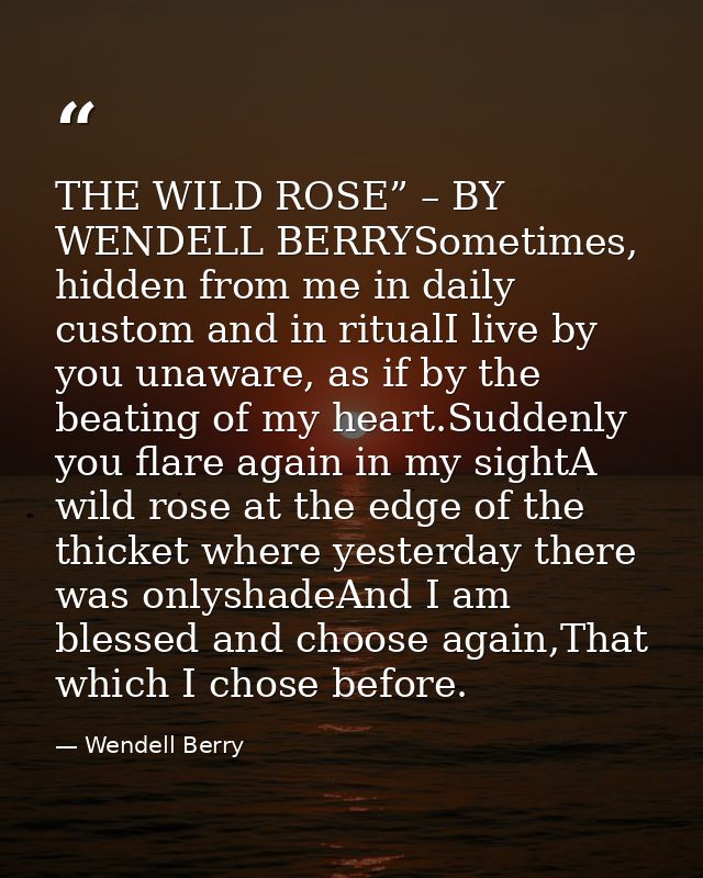 THE WILD ROSE” – BY WENDELL BERRYSometimes, hidden from me in daily custom and in ritualI live by you unaware, as if by  — Wendell Berry
