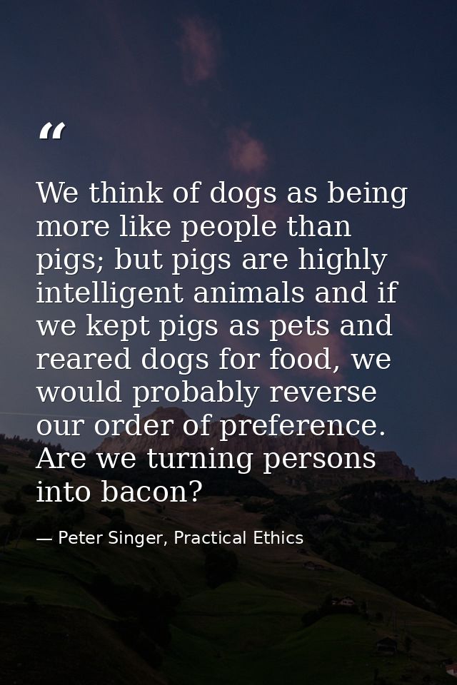We think of dogs as being more like people than pigs; but pigs are highly intelligent animals and if we kept pigs as pet — Peter Singer, Practical Ethics