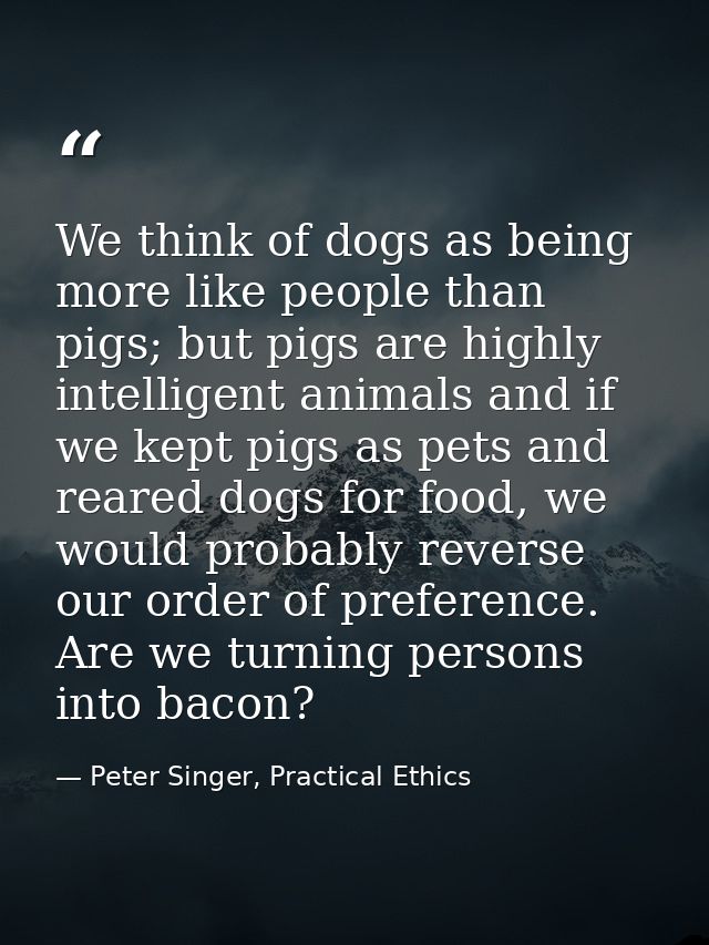 We think of dogs as being more like people than pigs; but pigs are highly intelligent animals and if we kept pigs as pet — Peter Singer, Practical Ethics