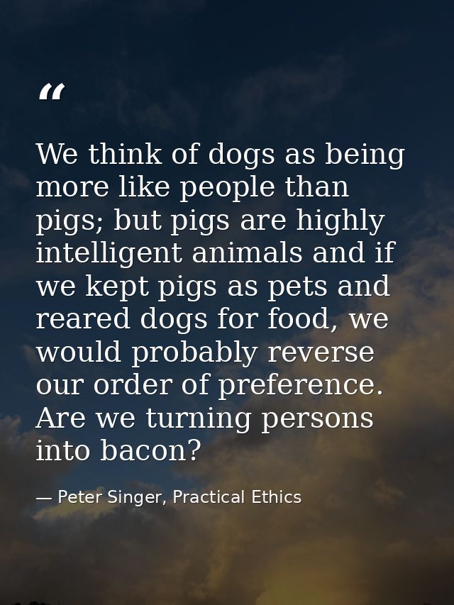 We think of dogs as being more like people than pigs; but pigs are highly intelligent animals and if we kept pigs as pet — Peter Singer, Practical Ethics